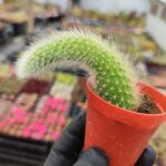 Hildewintera - Maymun Kuyruğu