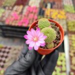 Rebutia fabrisii