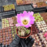 Echinocereus Berlandieri Kaktüs
