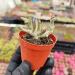 Tylecodon Buchholzianus