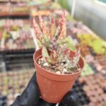 Adromischus marianae var. antidorcatum