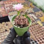 Gymnocalycium Mihanovichii Kaktüs