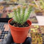 Opuntia Spinosior Kaktüs