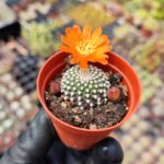 Rebutia Krainziana