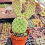 Opuntia Microdasy - Mor Tavşan Kulağı