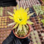 Lobivia Arachnacantha (Sarı Çiçek)