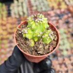 Cereus Peruvianus Cristata