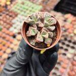 Titanopsis Calcarea Kaktüs