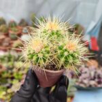 Echinocactus Grusoni (Altın fıçı kaktüs)