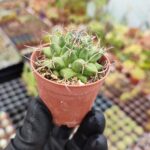 Mammillaria magnimamma