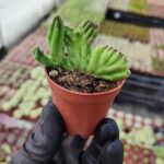 Stapelia leendertziae. cristata
