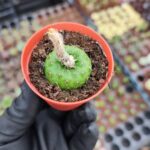 Frailea Schilinzkyana