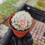 Mammillaria albicoma