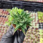 Haworthia Limifolia Sukulent