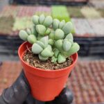 Delosperma lehmannii Sukulent