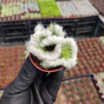 Opuntia Vestita Cristata Beyin Kaktüs