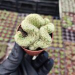 Mammillaria Elongata Cristata