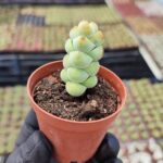 Crassula Arta