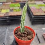 Senecio stapeliiformis
