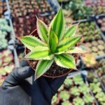 Agave lophantha quadricolor
