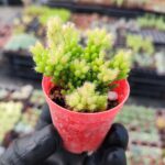 Rhipsalis cereuscula