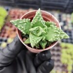 faucaria tuberculosa sukulent