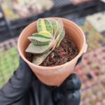 Gasteria gracilis variegata