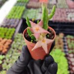 Stapelia Divaricata