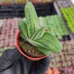 Gasteria Gracilis