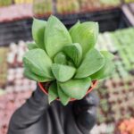 Haworthia cymbiformis