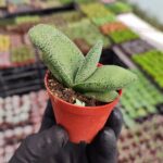Gasteria armstrongii