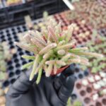 Rhipsalis Pilocarpa Red