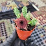 huernia macrocarpa Les Kaktüs