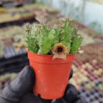 huernia namaquensis Leş Kaktüs