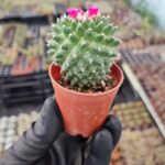 Mammillaria Polythele İnermis