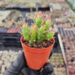 Opuntia Subulata Kaktüs