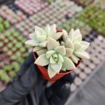 Graptopetalum Bernalense Sukulent