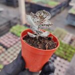 Kalanchoe rhombopilosa