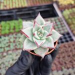 Agavoides Sirius