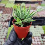 Haworthia concolor