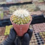 Mammillaria guelzowiana