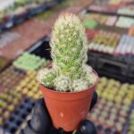 Mammillaria elongata white