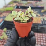 Portulacaria Afra Variegata