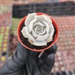 Echeveria Lilacina
