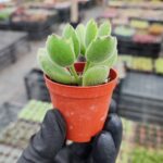 Cotyledon ladismithiensis (Ayı Pençesi)