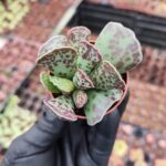 Adromischus Cooperi