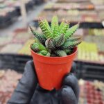 Haworthia Enon