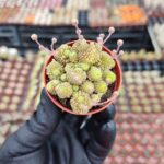 Monanthes polyphylla Sukulent