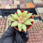 Crassula orbicularis rosularis