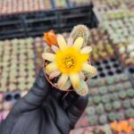 Chamaecereus Hirbit (Sarı çiçek)